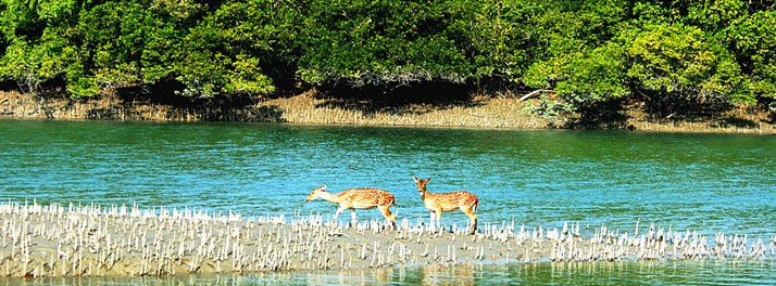 1856/Sunderban Tiger Camp - Sunderban 11.jpg